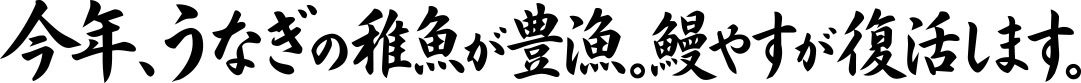 今年、うなぎの稚魚が豊漁。鰻やすが復活します。