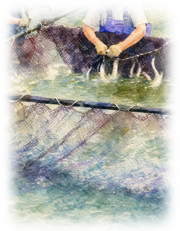 鰻の流通